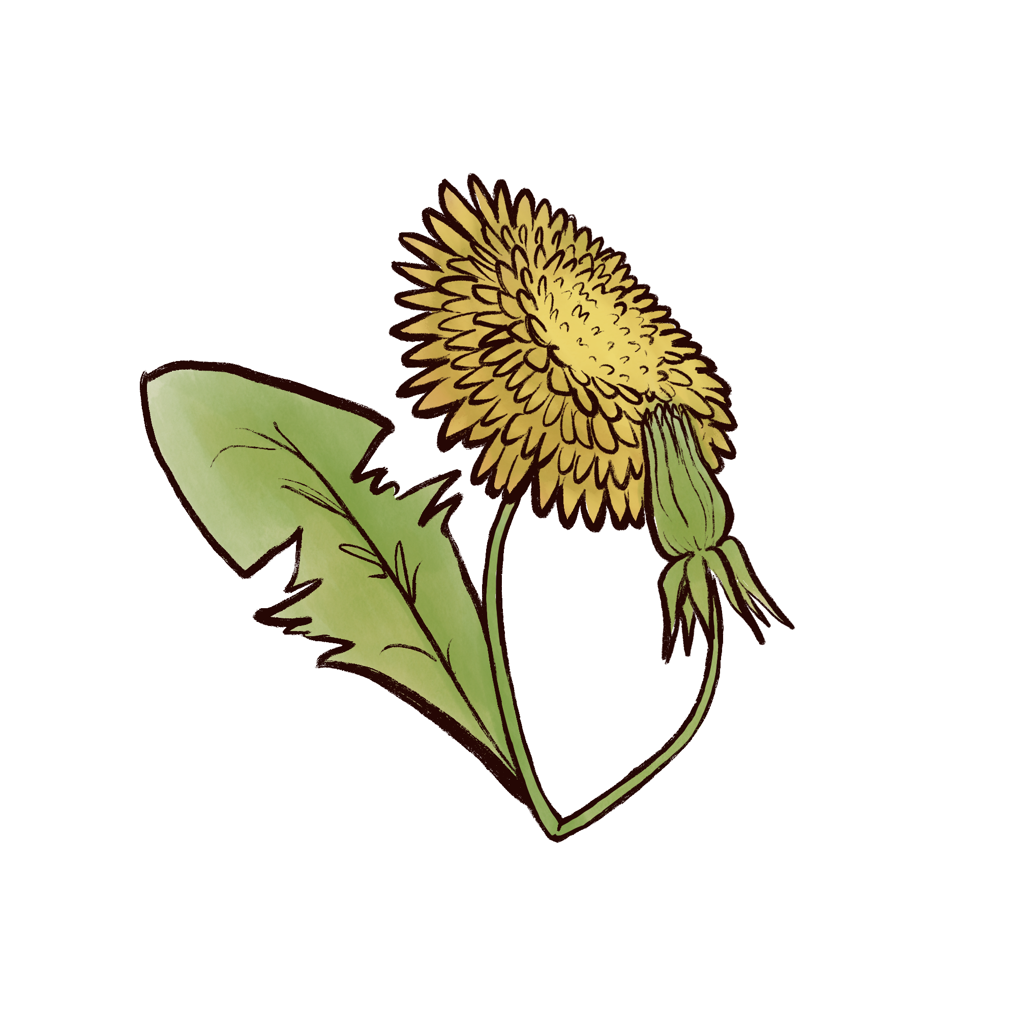Dandelion