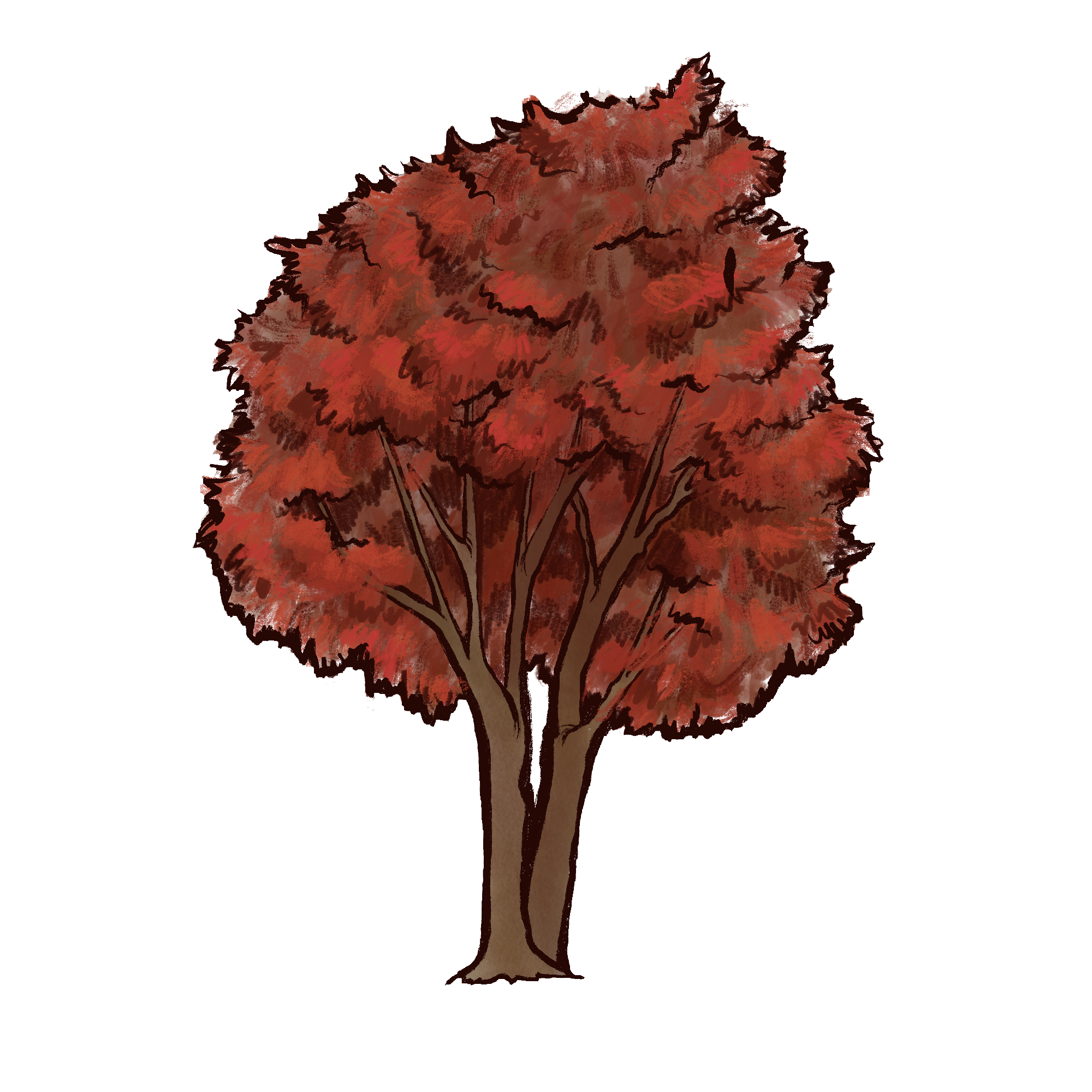 Sourwood Tree