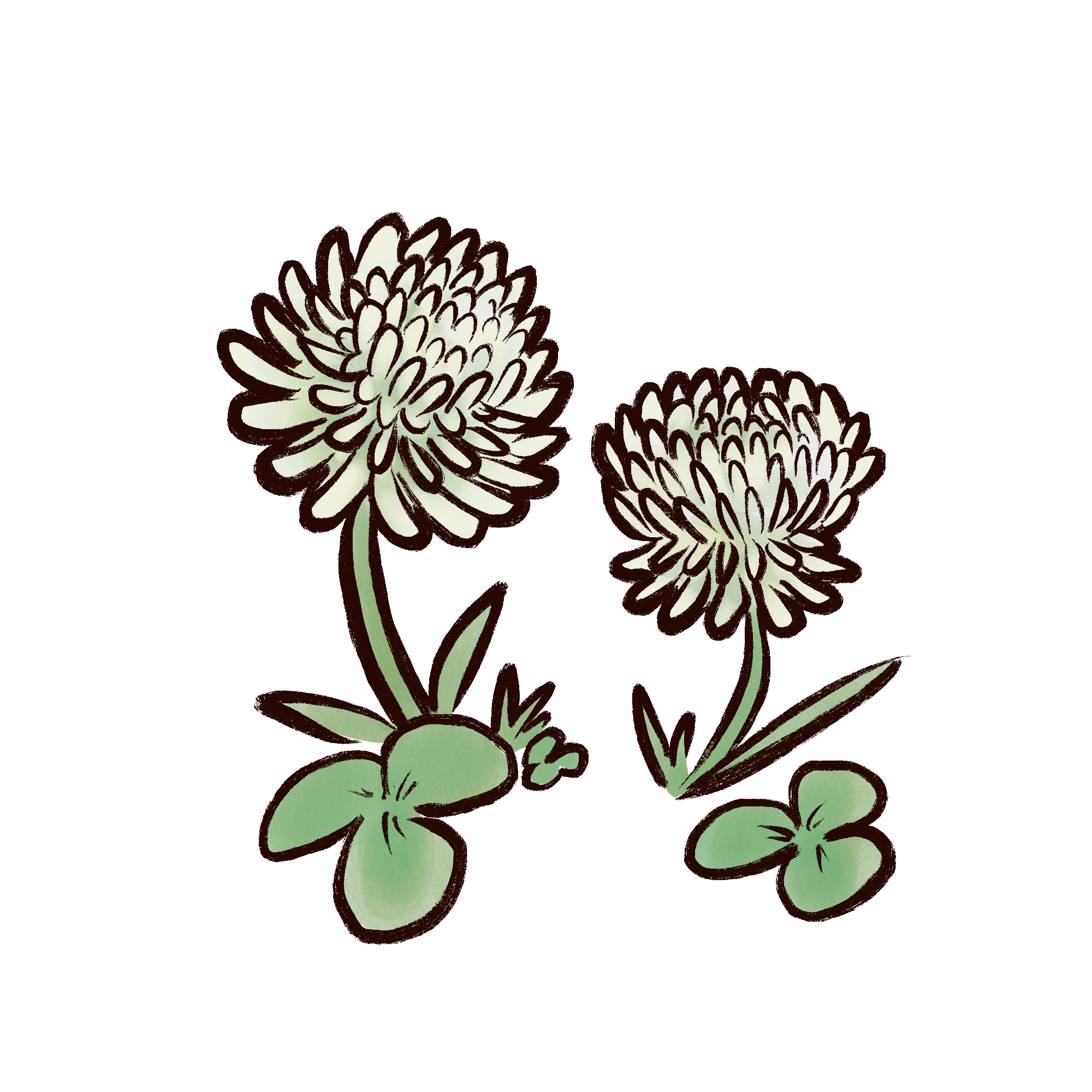 White Clover
